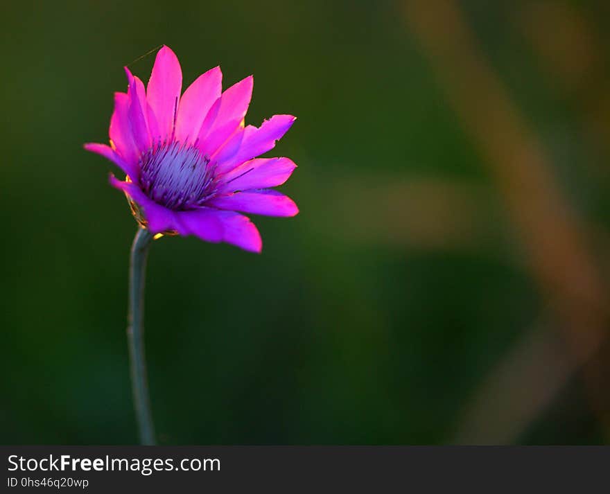 Flower, Flora, Wildflower, Purple