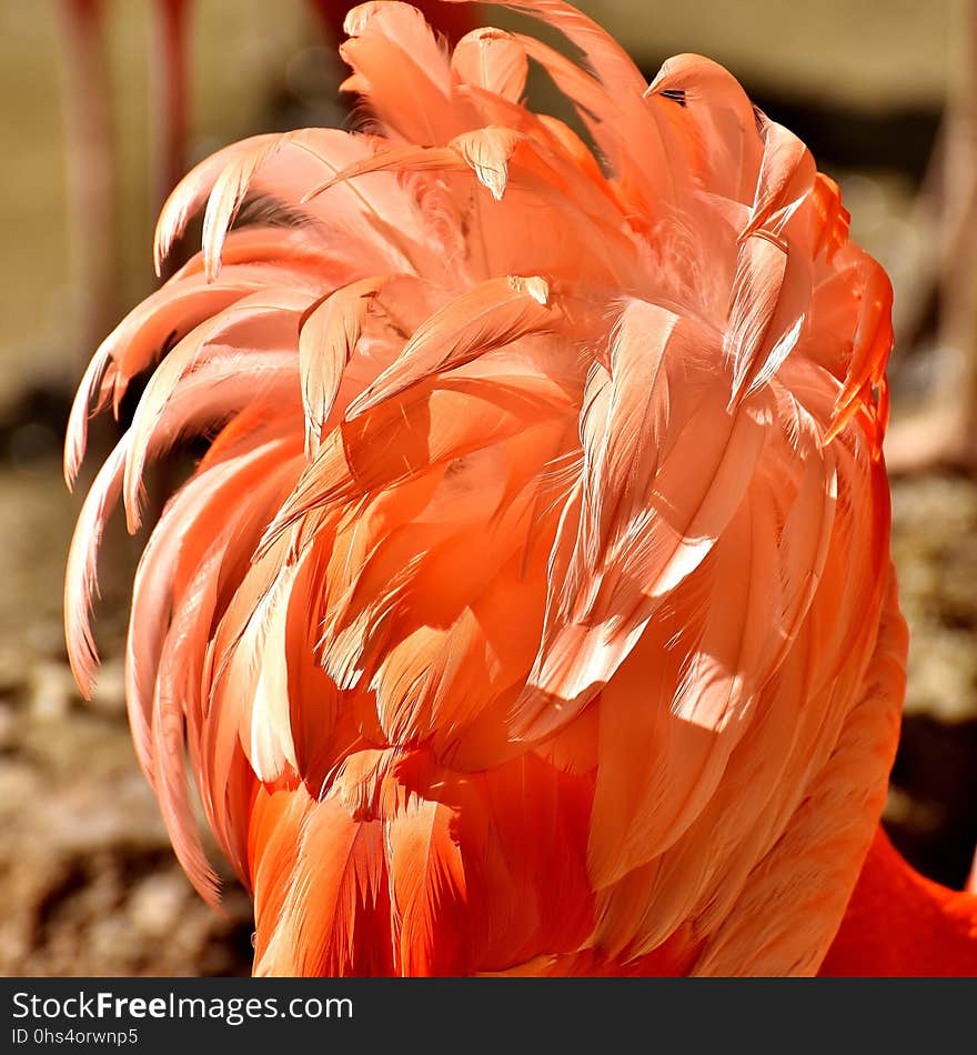 Flower, Orange, Flora, Petal