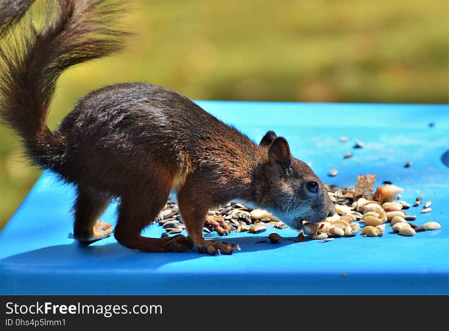 Mammal, Fauna, Squirrel, Rodent