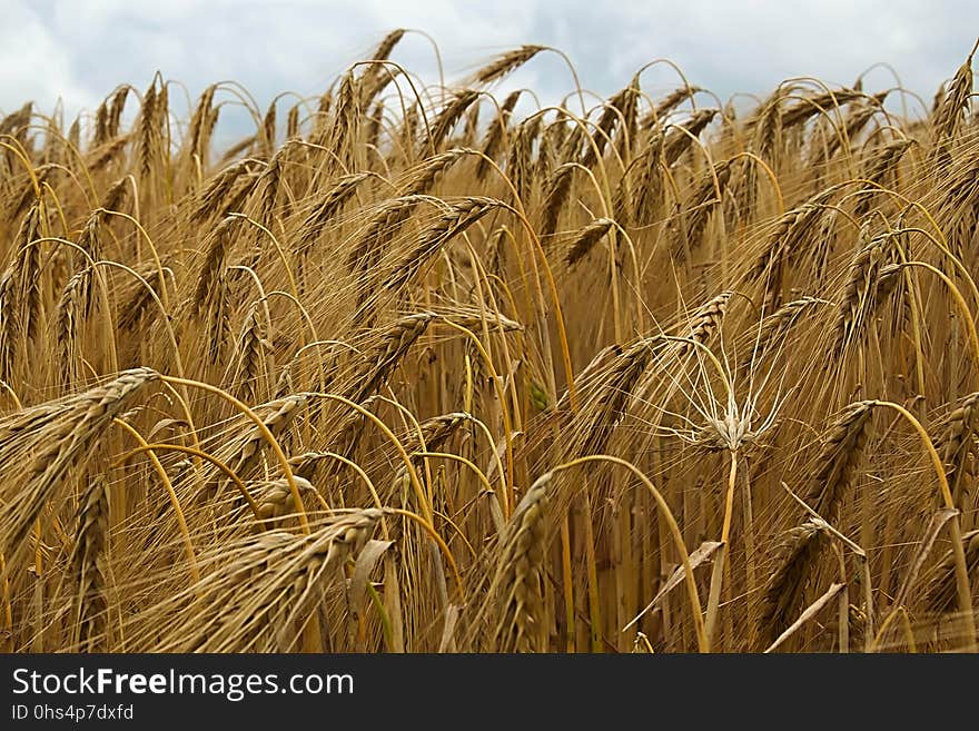 Food Grain, Wheat, Triticale, Crop