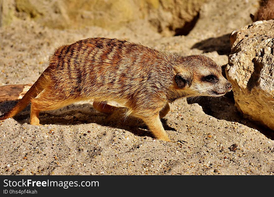 Meerkat, Fauna, Mammal, Terrestrial Animal