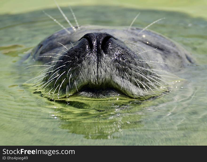 Fauna, Wildlife, Whiskers, Close Up