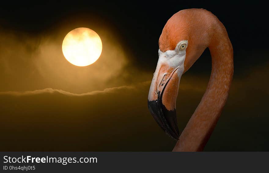 Water Bird, Beak, Flamingo, Bird