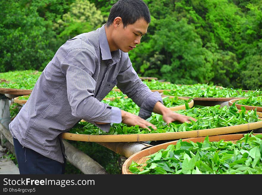 Plant, Local Food, Produce, Grass