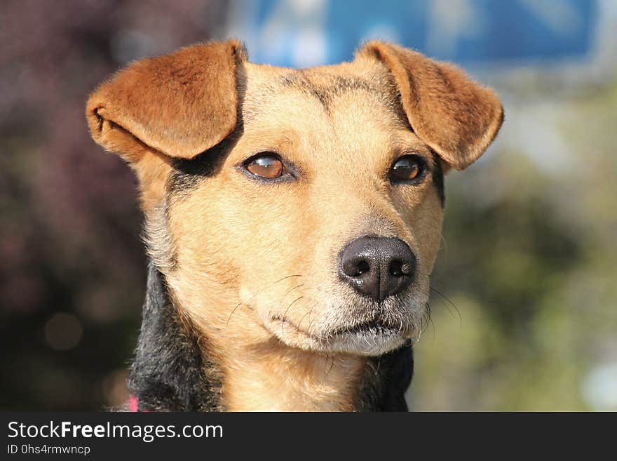 Dog, Dog Breed, Dog Like Mammal, Street Dog