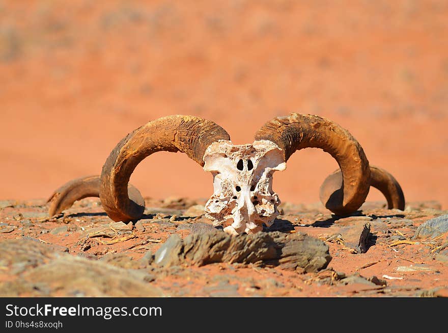 Argali, Horn, Fauna, Terrestrial Animal