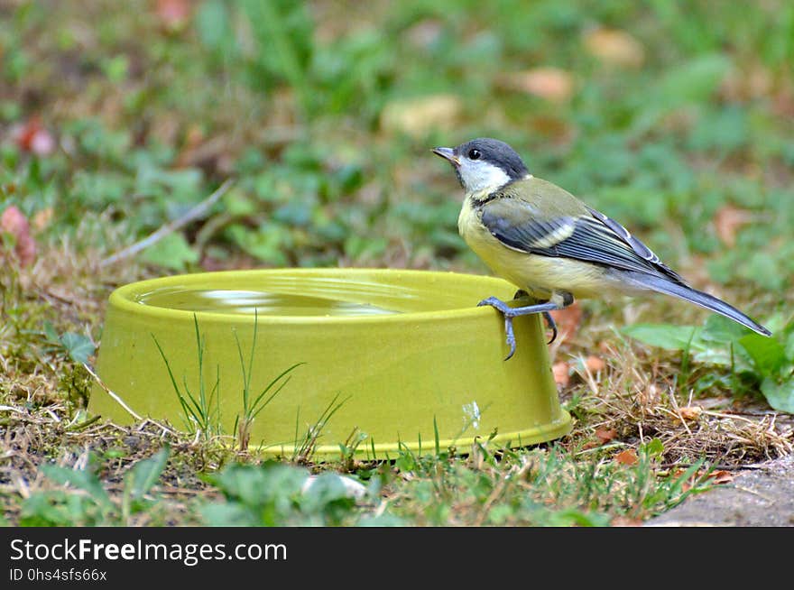 Bird, Fauna, Ecosystem, Beak