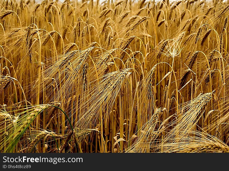 Food Grain, Wheat, Triticale, Grain