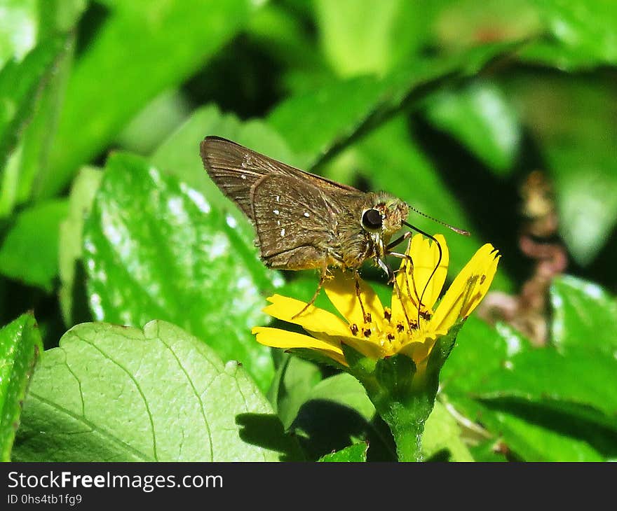 Insect, Fauna, Invertebrate, Butterfly