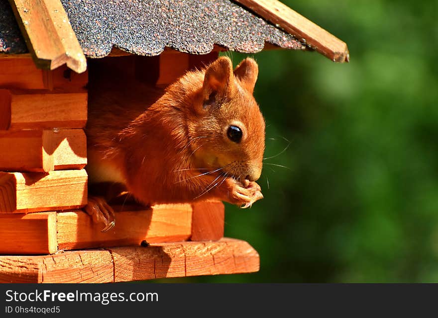 Fauna, Mammal, Squirrel, Snout