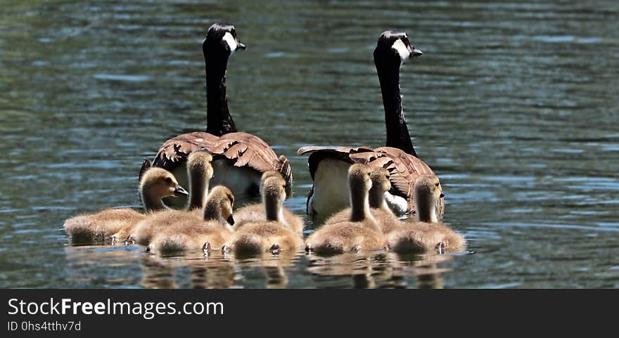 Water Bird, Bird, Ducks Geese And Swans, Fauna