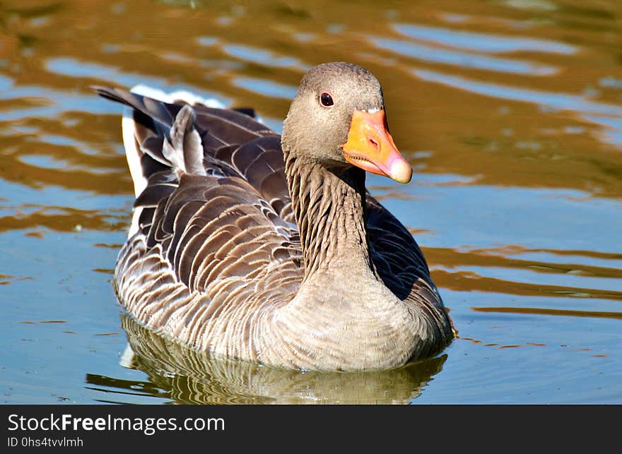 Bird, Duck, Water Bird, Ducks Geese And Swans