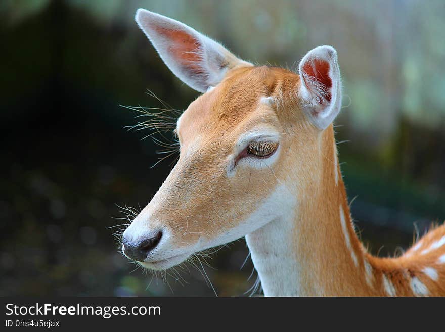 Wildlife, Fauna, Mammal, Deer