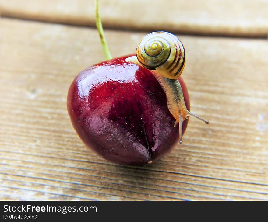 Snail, Fruit, Macro Photography, Snails And Slugs