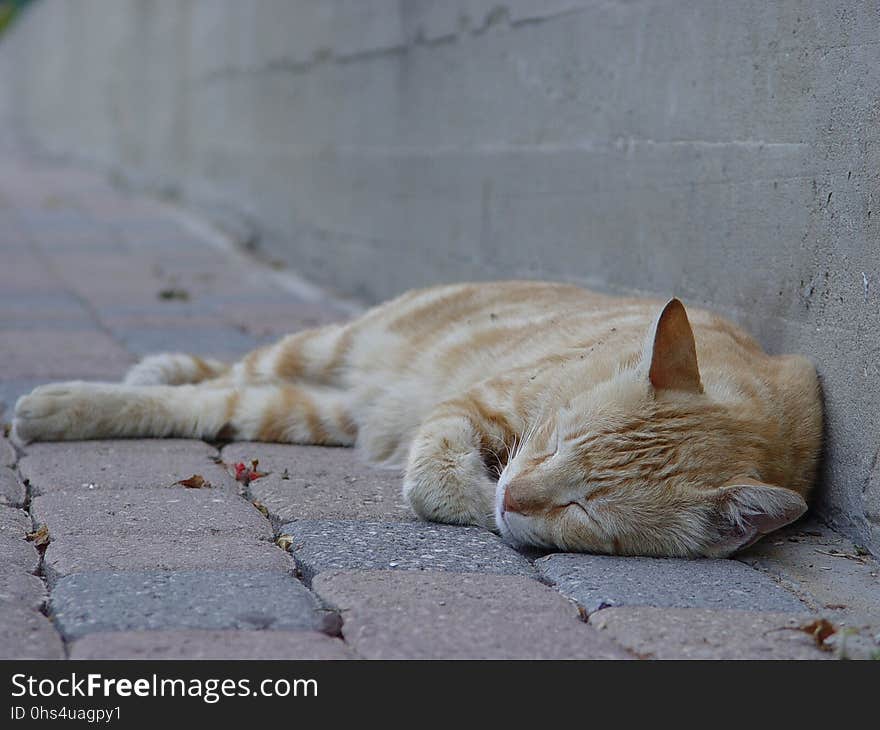 Cat, Fauna, Small To Medium Sized Cats, Whiskers