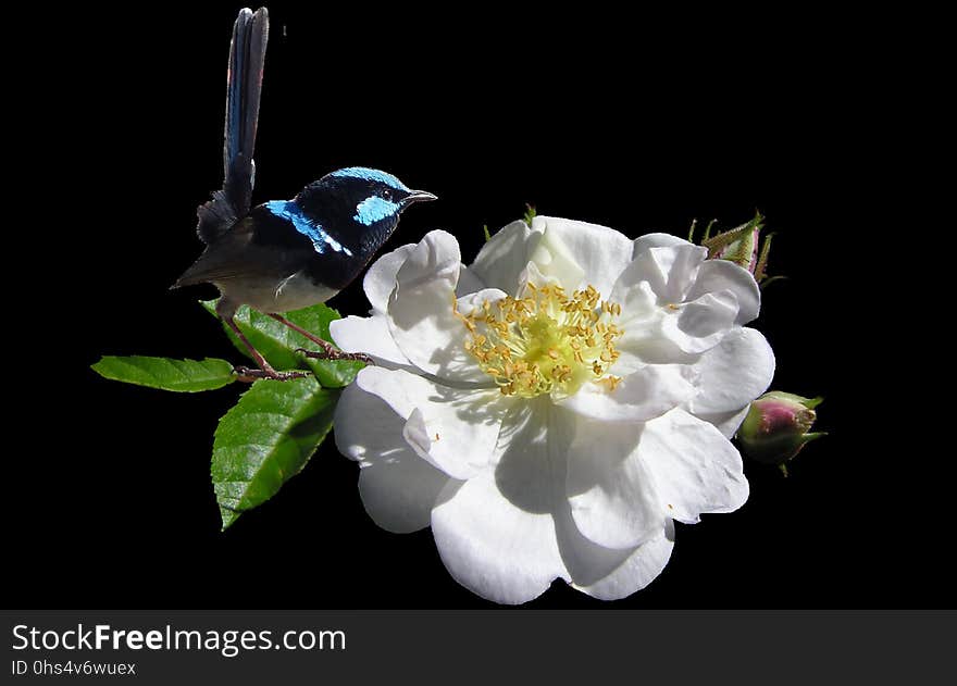 Flower, Flowering Plant, Rose Family, Flora