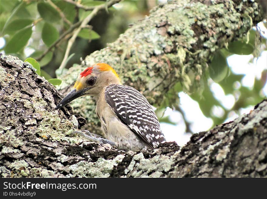 Bird, Beak, Woodpecker, Fauna