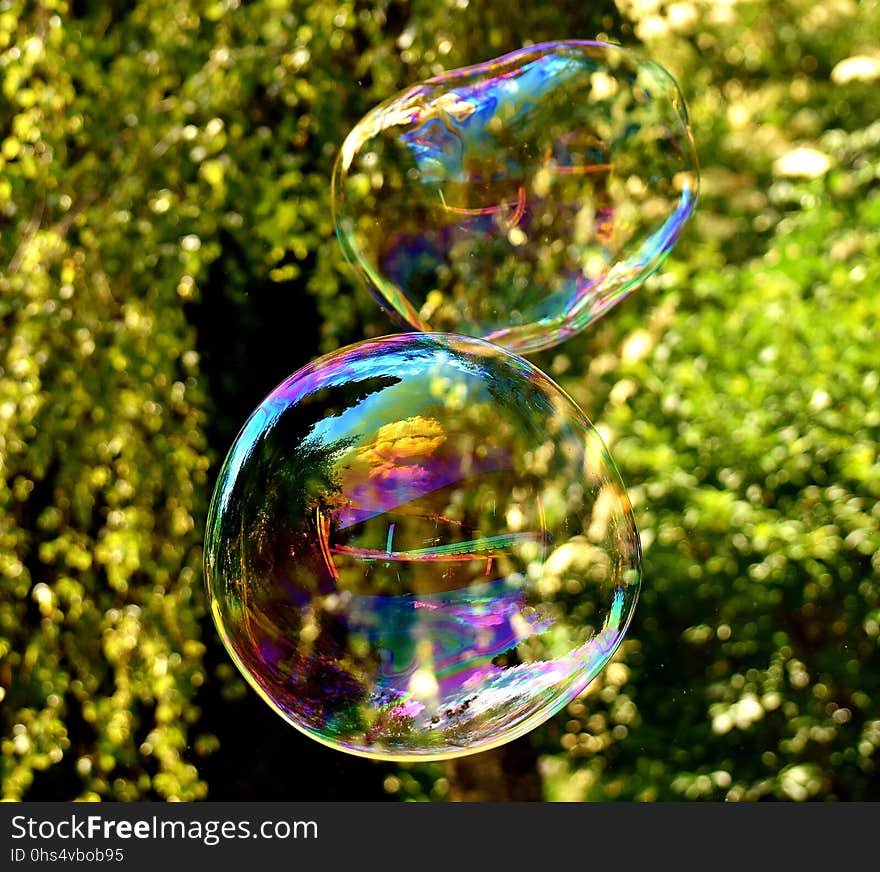 Water, Liquid Bubble, Organism, Tree