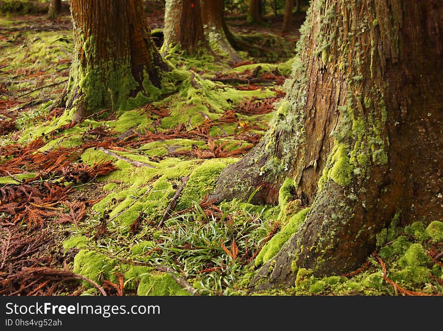 Ecosystem, Old Growth Forest, Vegetation, Nature Reserve