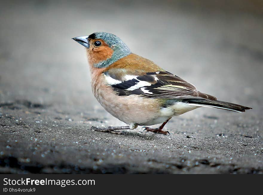 Bird, Finch, Fauna, Brambling