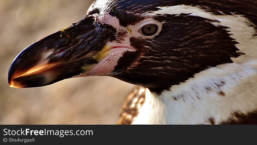 Beak, Bird, Close Up, Feather