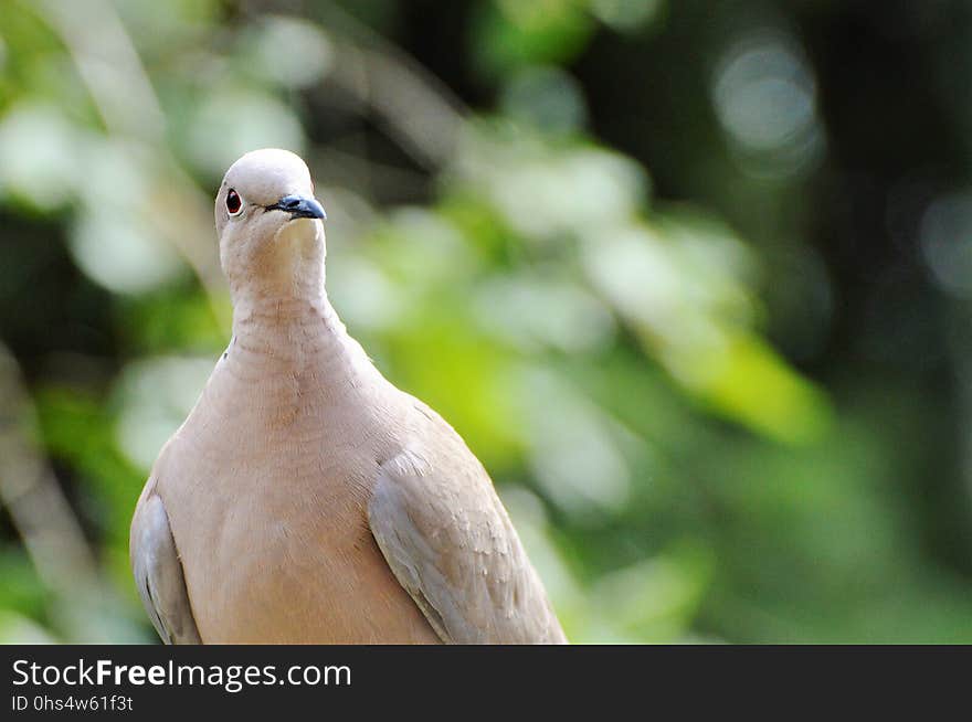 Bird, Beak, Fauna, Close Up