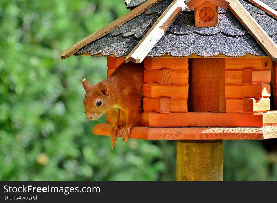 Fauna, Bird Feeder, Wood, Squirrel