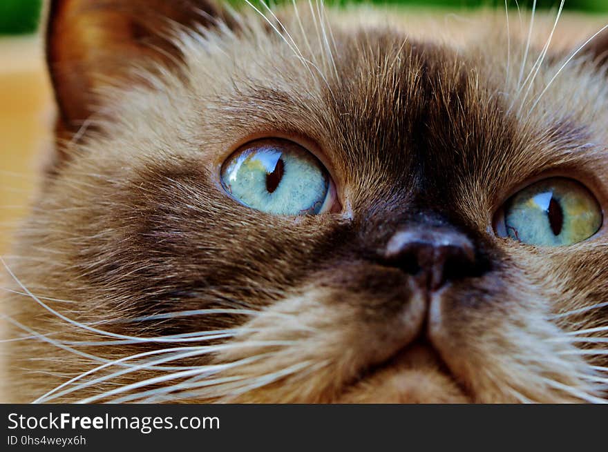 Cat, Whiskers, Eye, Small To Medium Sized Cats