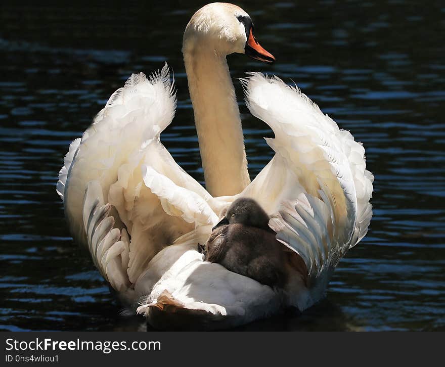 Bird, Water Bird, Swan, Ducks Geese And Swans