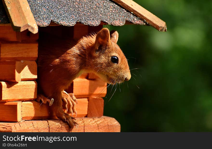 Fauna, Mammal, Squirrel, Rodent