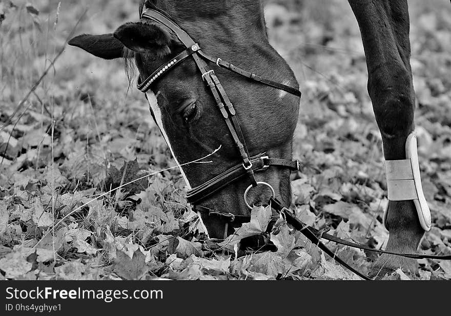 Horse, Black And White, Bridle, Horse Like Mammal