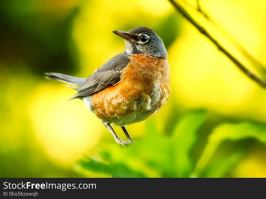 Bird, Fauna, Beak, Robin