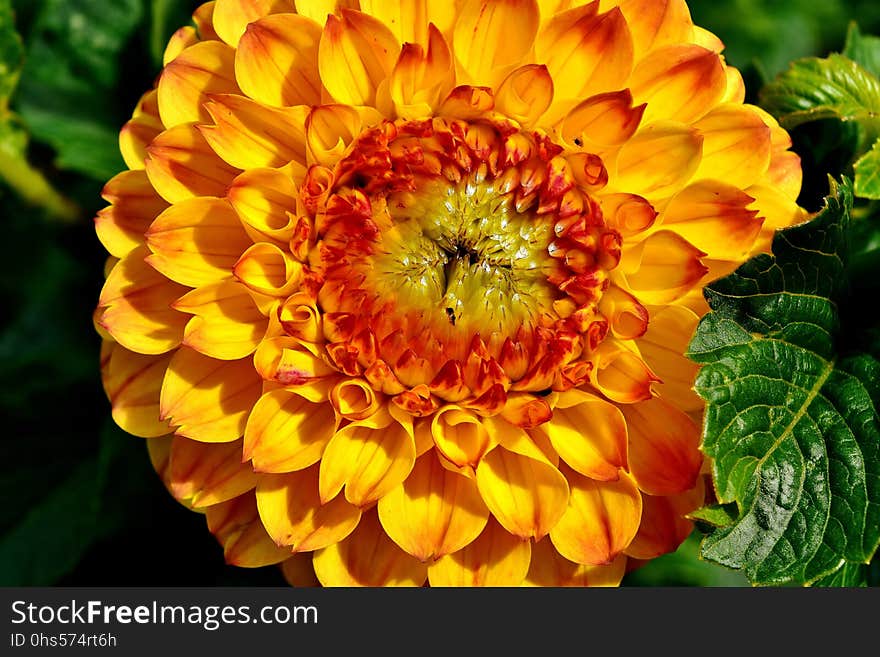 Flower, Yellow, Flora, Petal