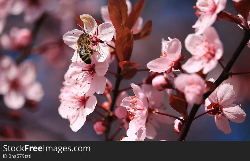 Blossom, Pink, Flower, Spring