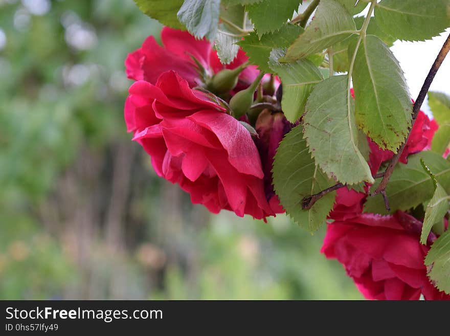 Flower, Plant, Rose Family, Flowering Plant