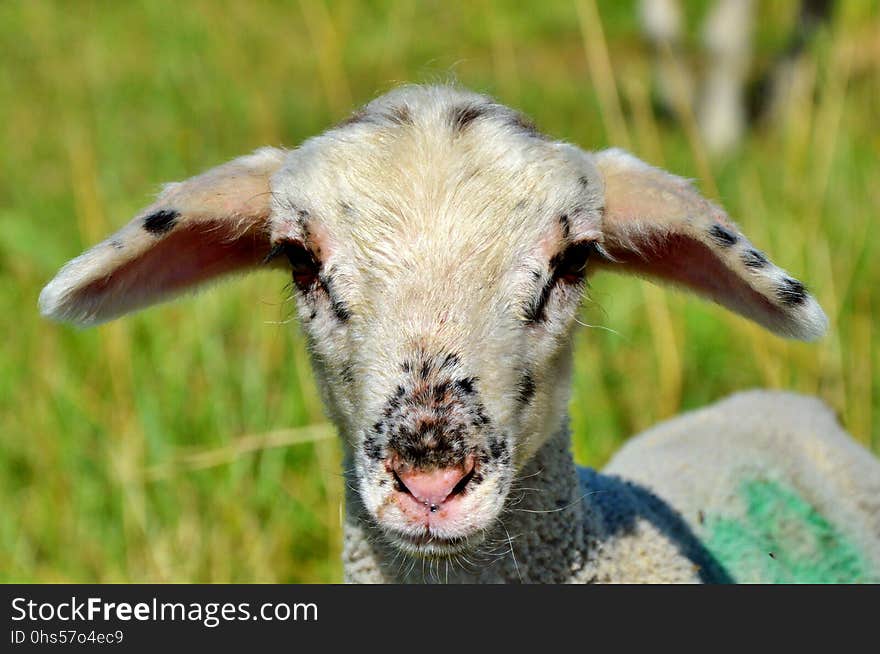 Sheep, Fauna, Horn, Cow Goat Family