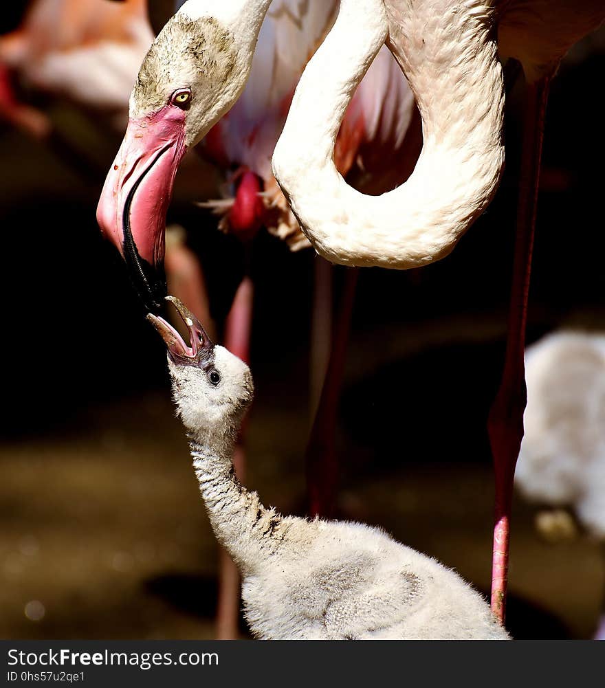 Beak, Fauna, Water Bird, Bird