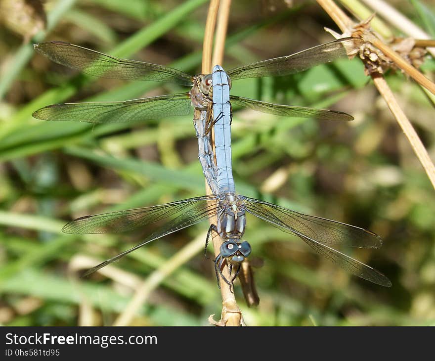 Dragonfly, Insect, Dragonflies And Damseflies, Damselfly