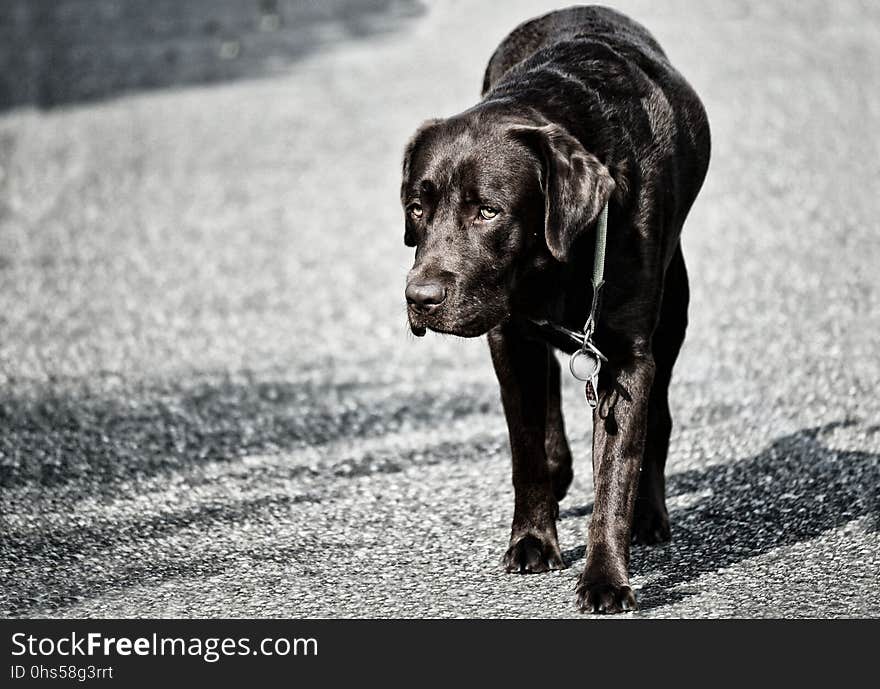 Dog, Black, Black And White, Mammal