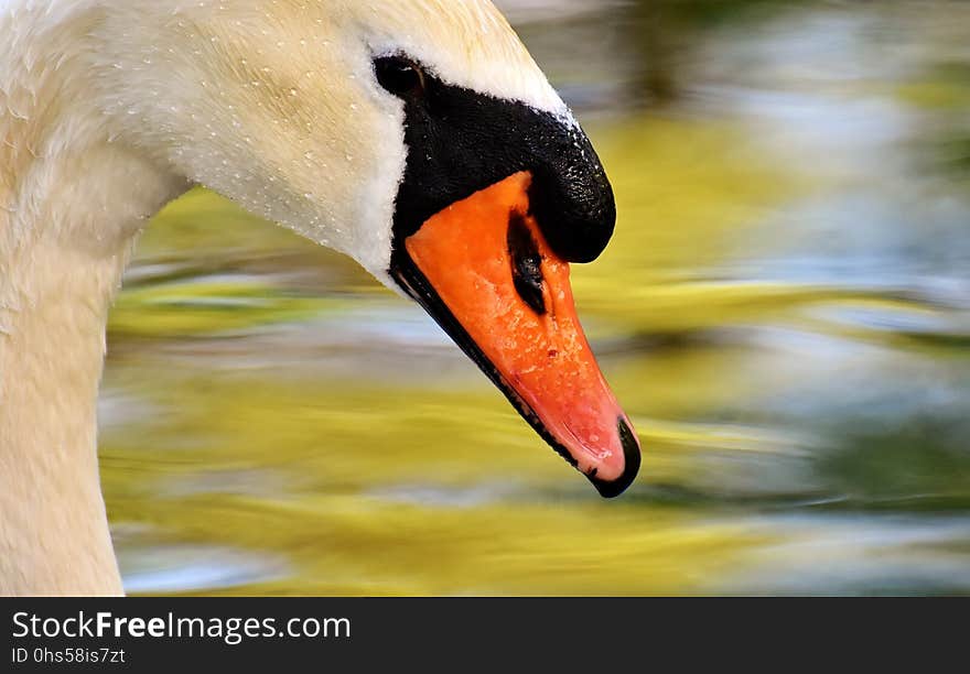 Bird, Beak, Water Bird, Fauna