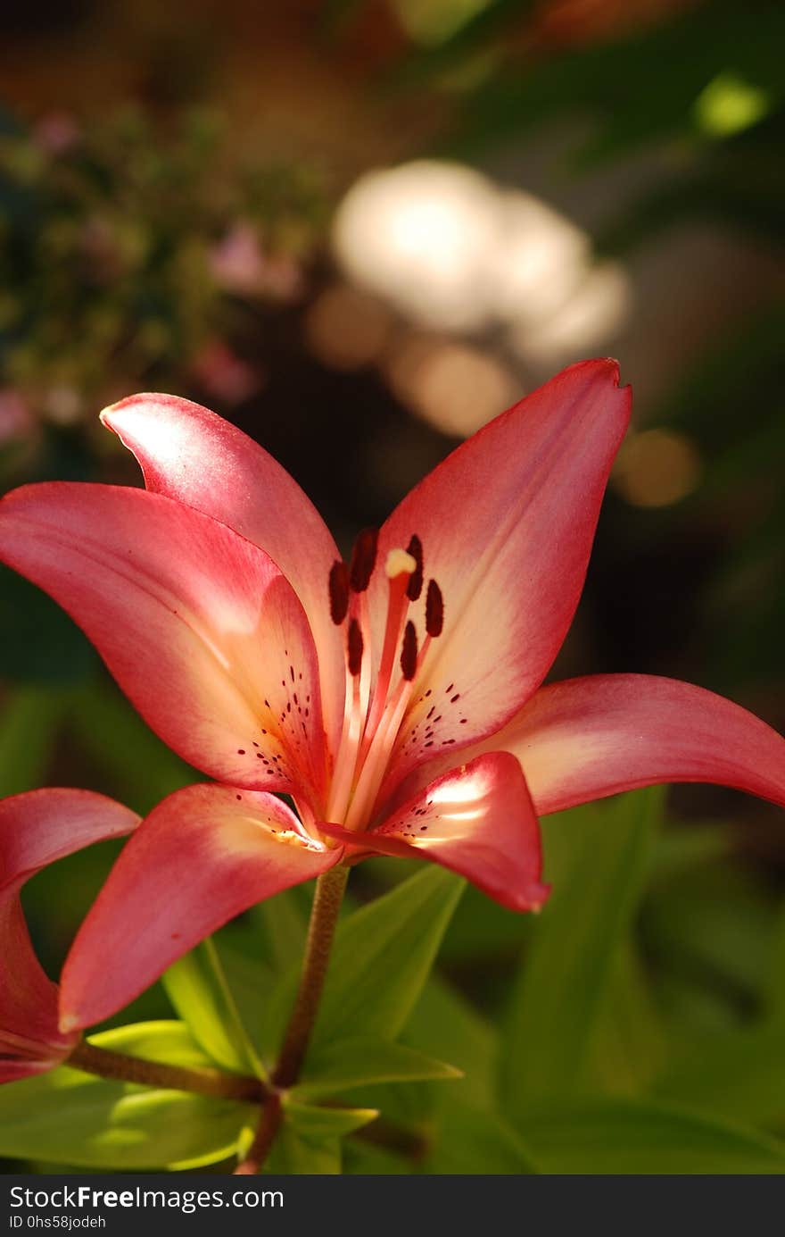 Flower, Lily, Plant, Flora