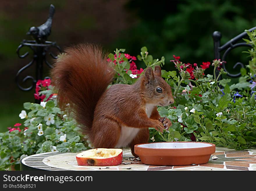 Squirrel, Mammal, Fauna, Rodent