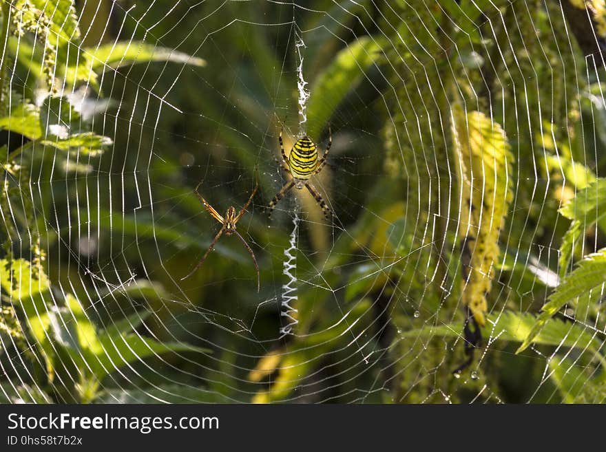 Spider Web, Wildlife, Vegetation, Water