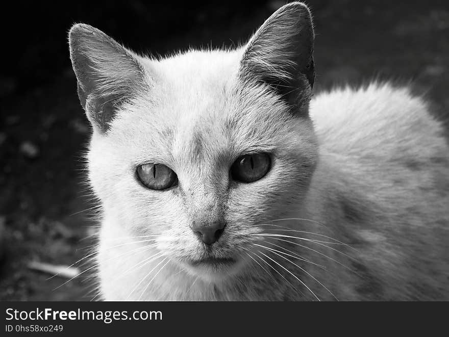 Cat, Whiskers, White, Black