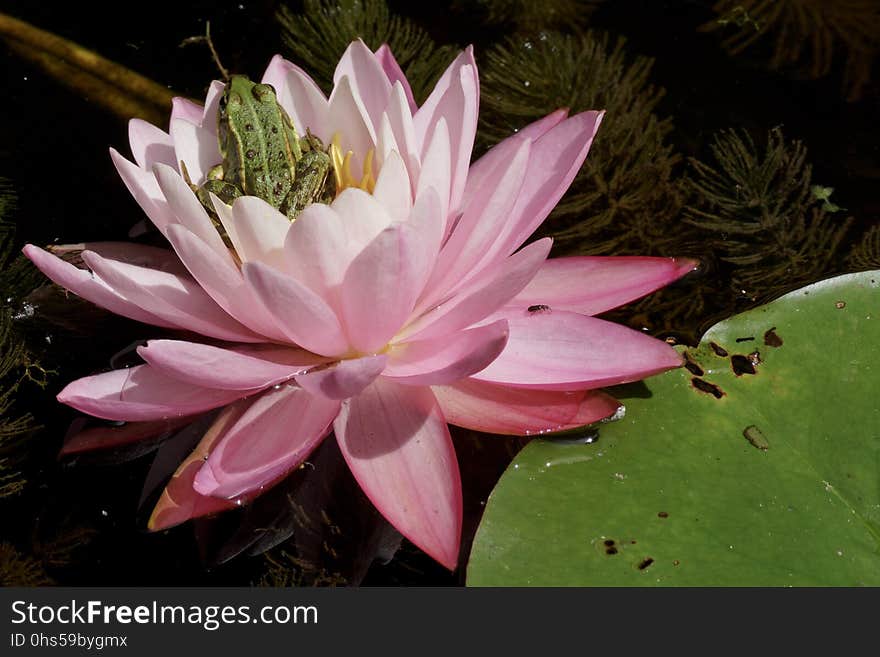 Flower, Flora, Plant, Pink