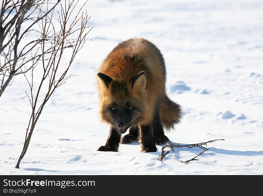 Fox, Dog Like Mammal, Red Fox, Mammal