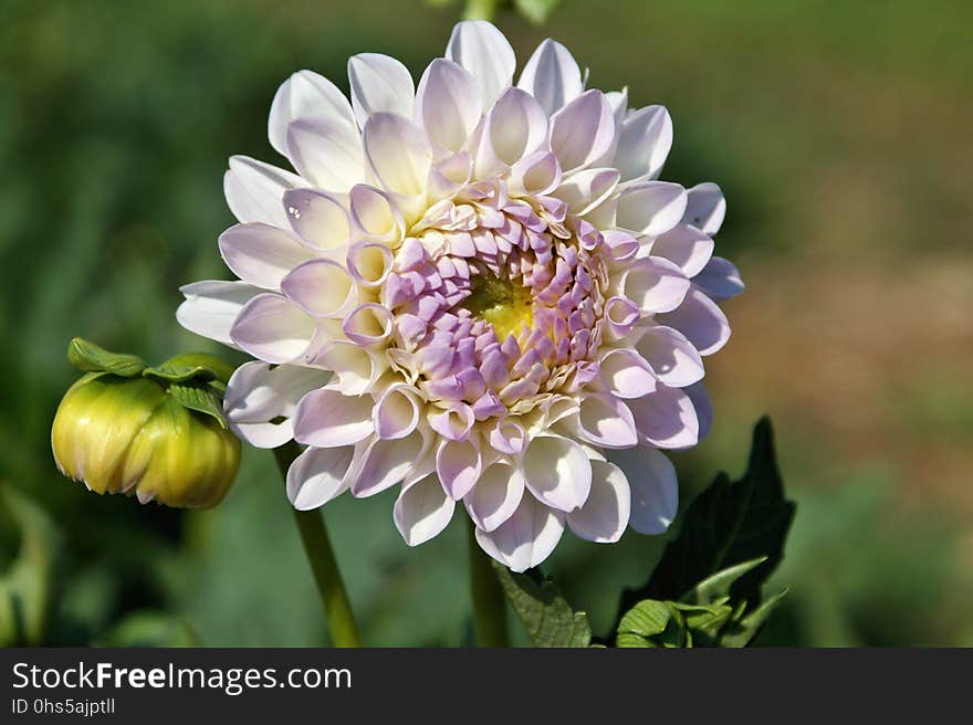 Flower, Plant, Flora, Flowering Plant