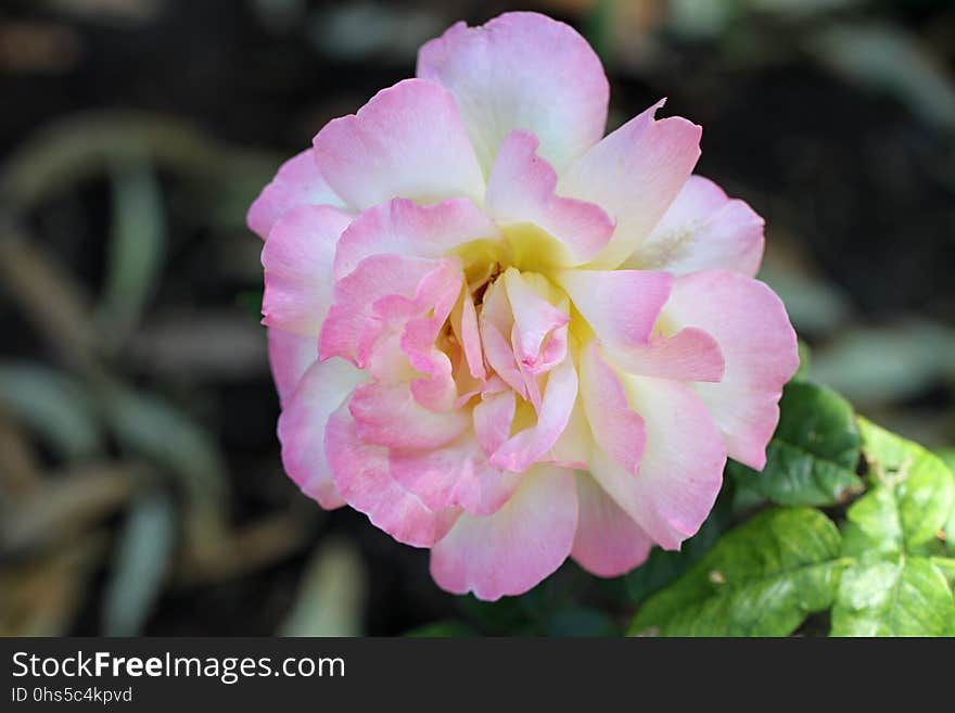 Flower, Pink, Plant, Rose Family