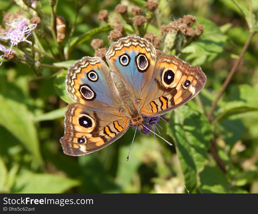 Butterfly, Moths And Butterflies, Insect, Brush Footed Butterfly