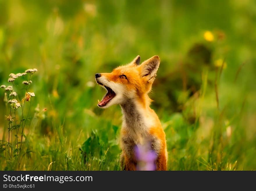 Fox, Wildlife, Red Fox, Fauna